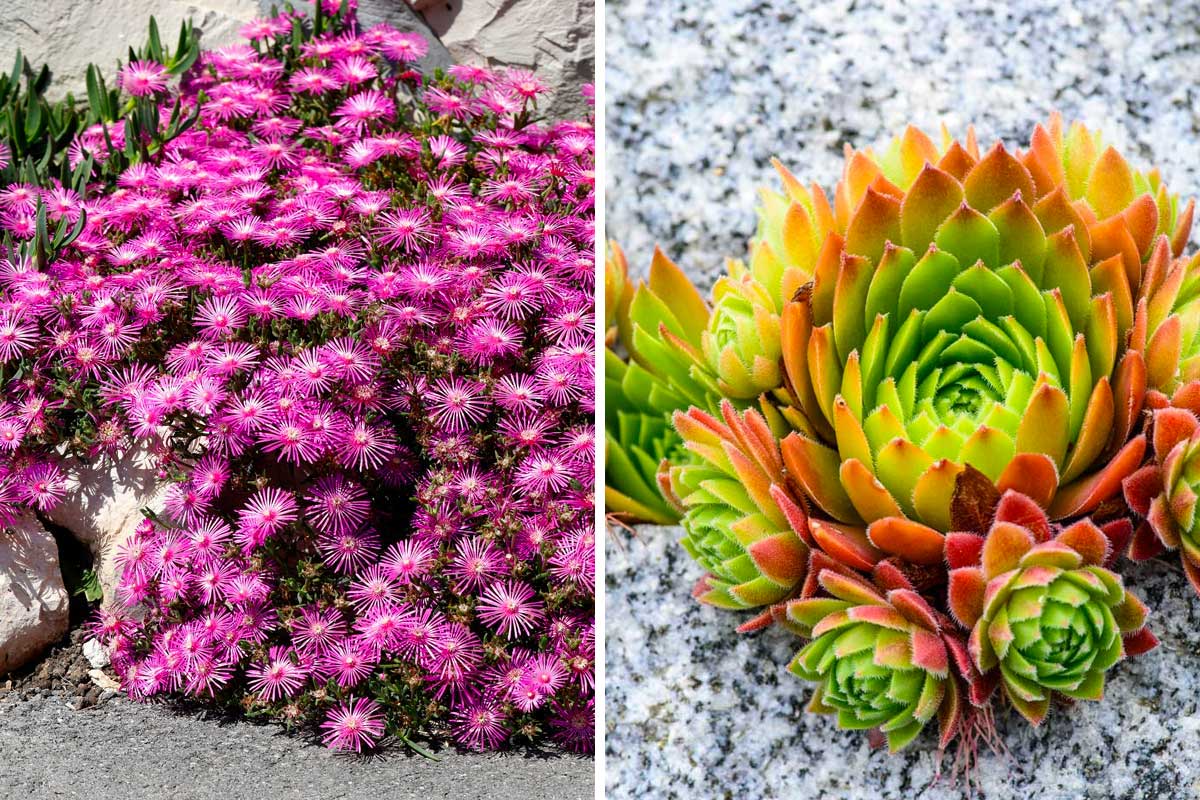 Parterre de fleurs durable avec des plantes résistantes au soleil