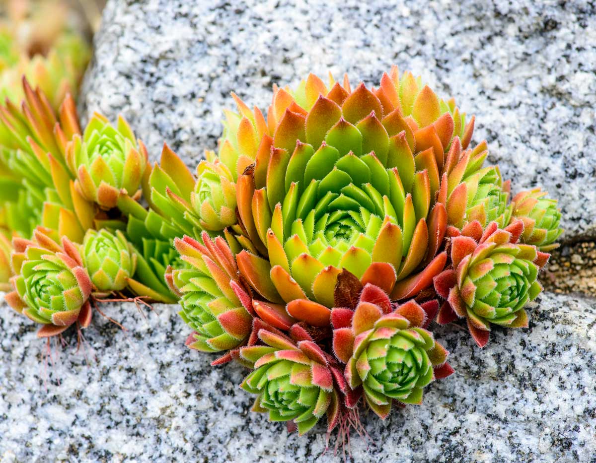 Plantes pour un parterre plus durable : Sempervivum