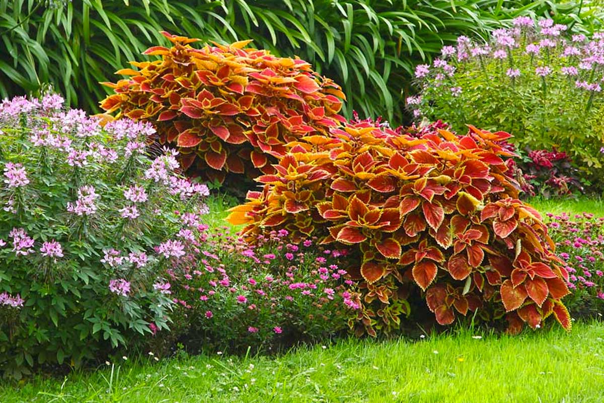 parterres de fleurs coleus