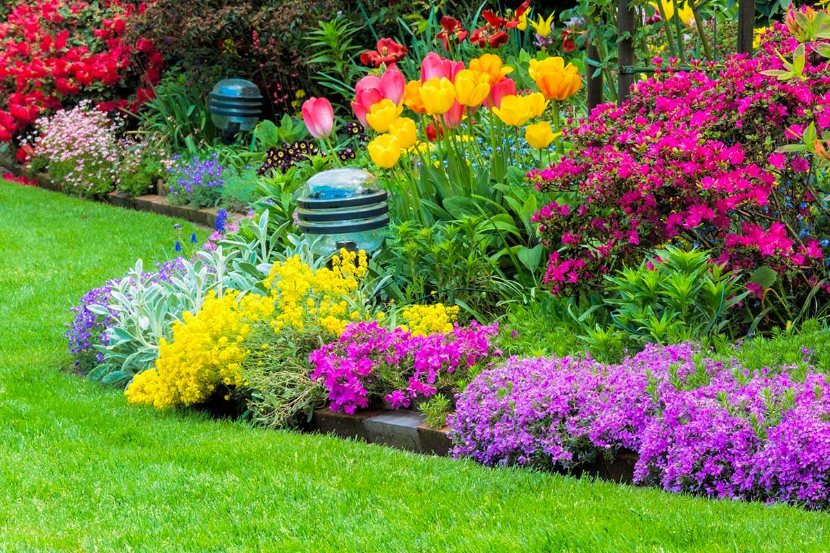 Parterres de fleurs d'été, espèces résistantes à la chaleur.