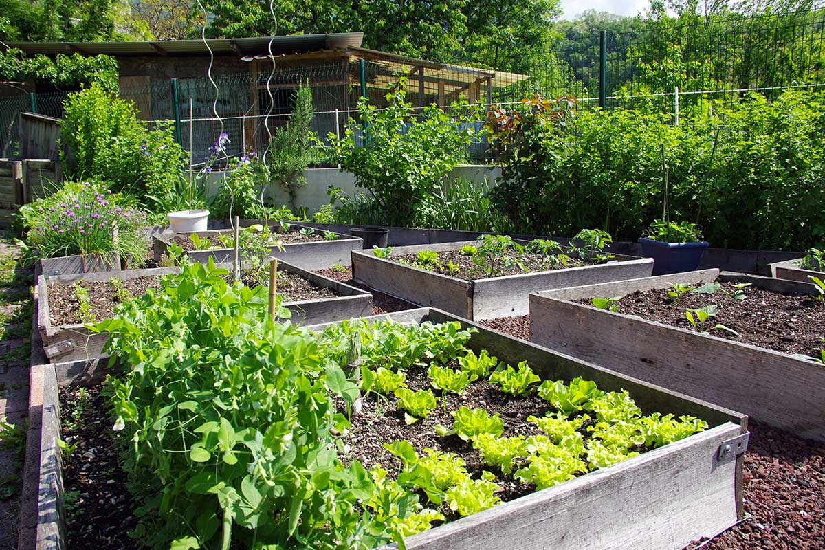 Potager de juin : ce qu'il faut planter