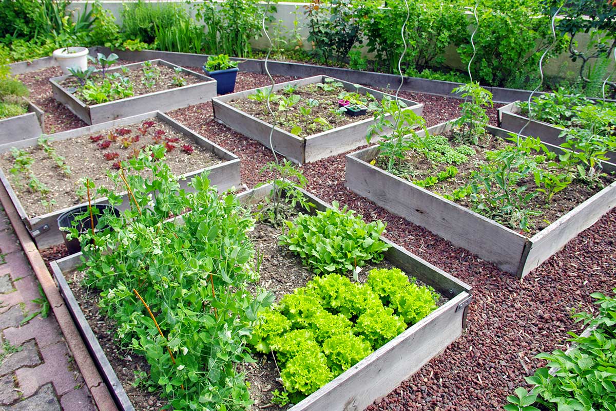 Potager de juin : ce qu'il faut planter