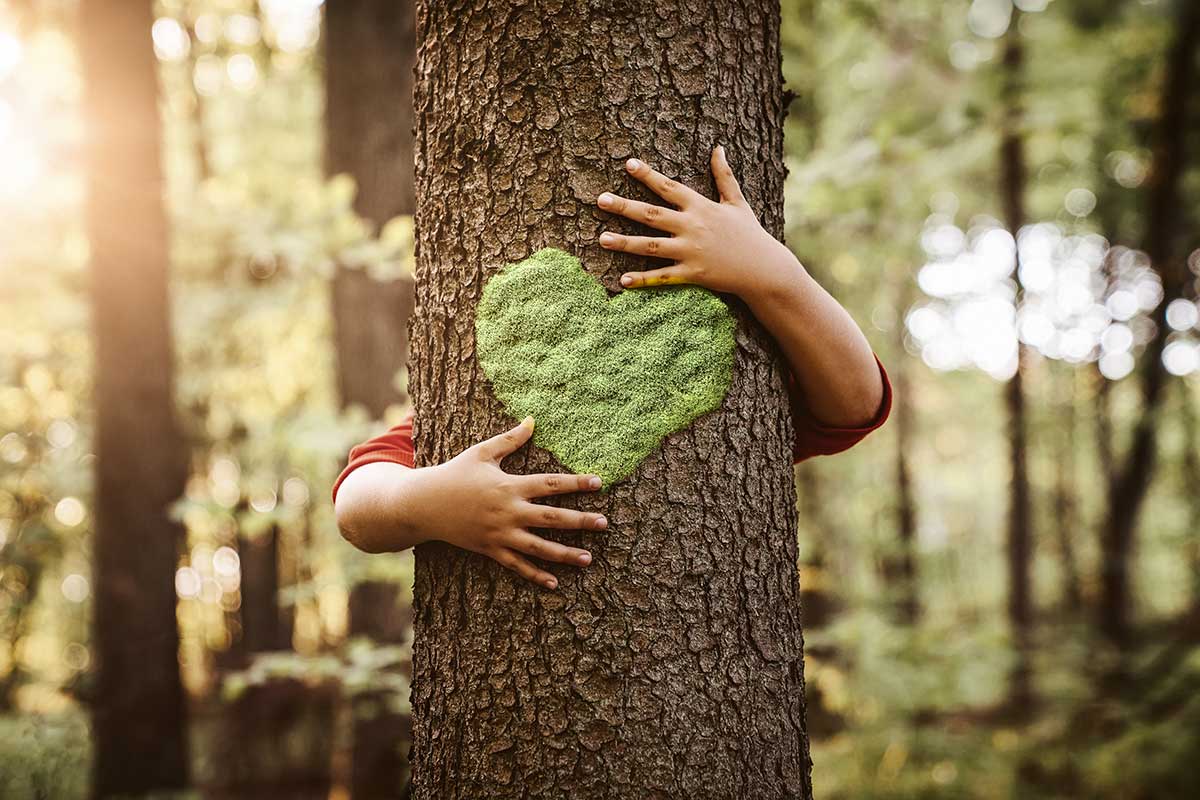 faire pousser un arbre à partir d'une bouture