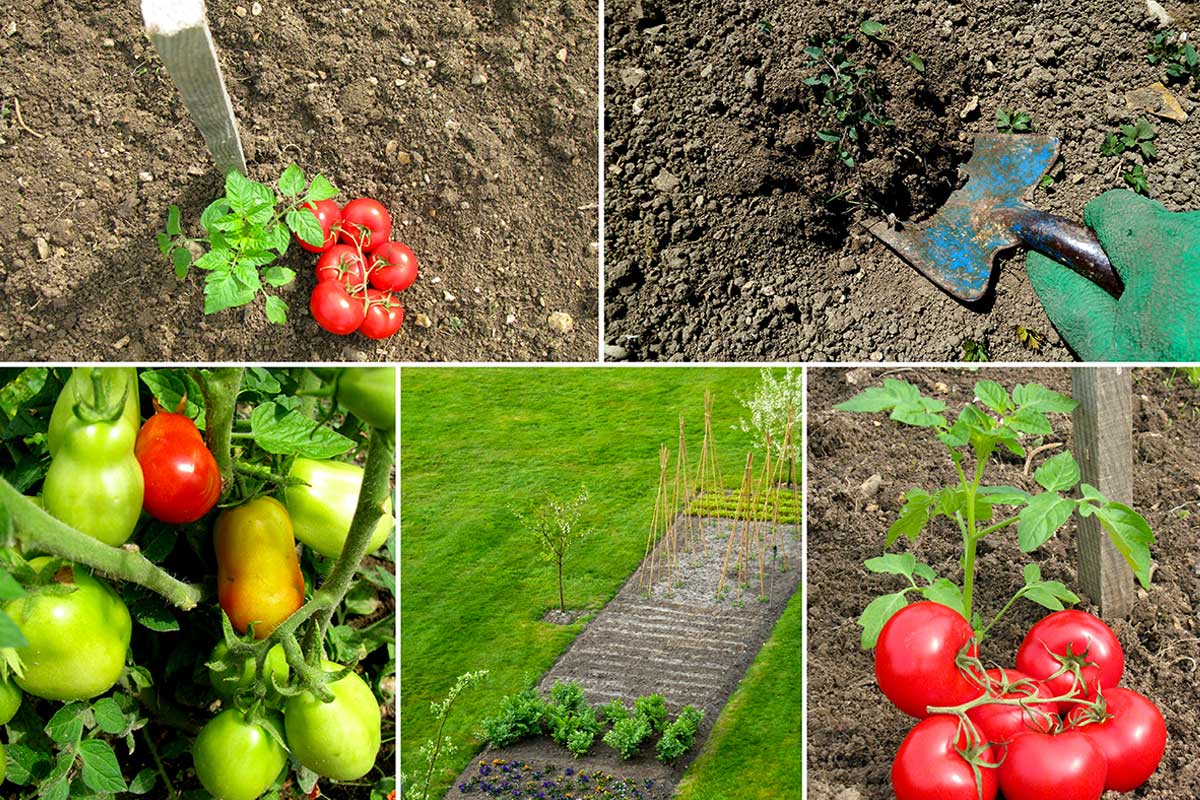 secrets pour cultiver de meilleures tomates