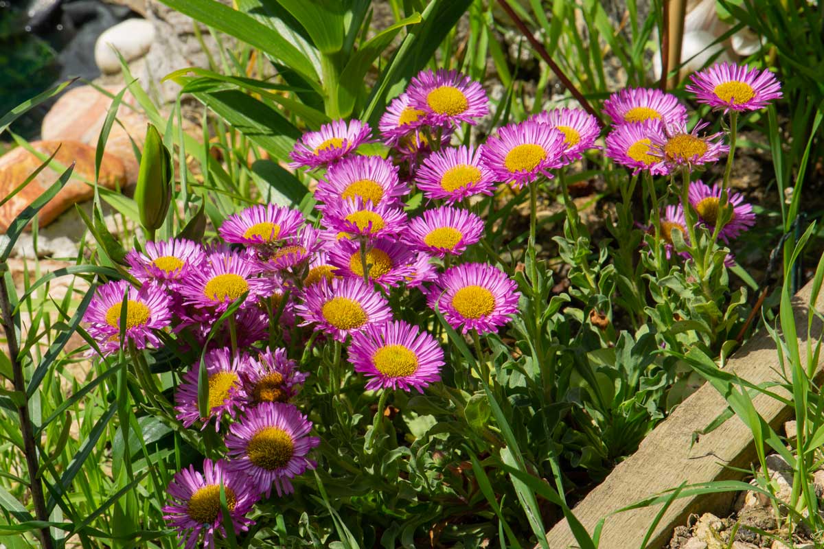 variétés de fleurs violettes