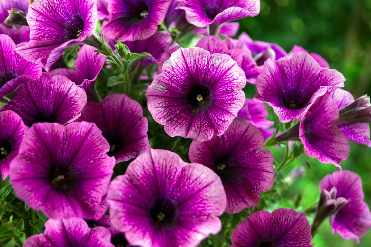 Pétunia violet