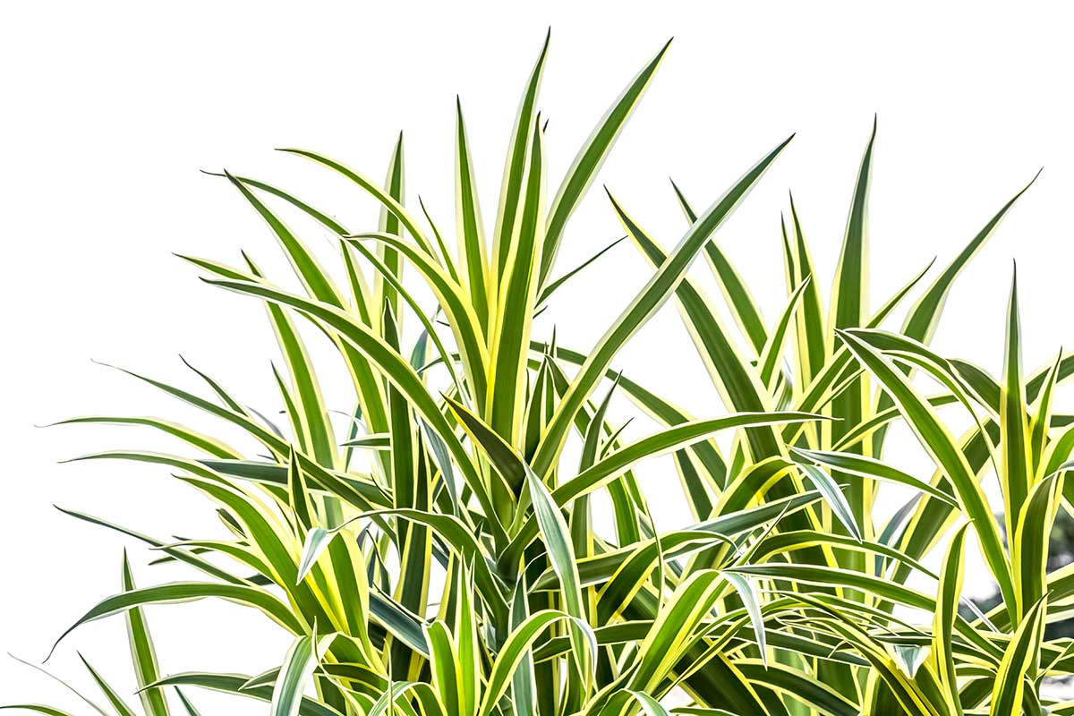 Dracaena bicolor