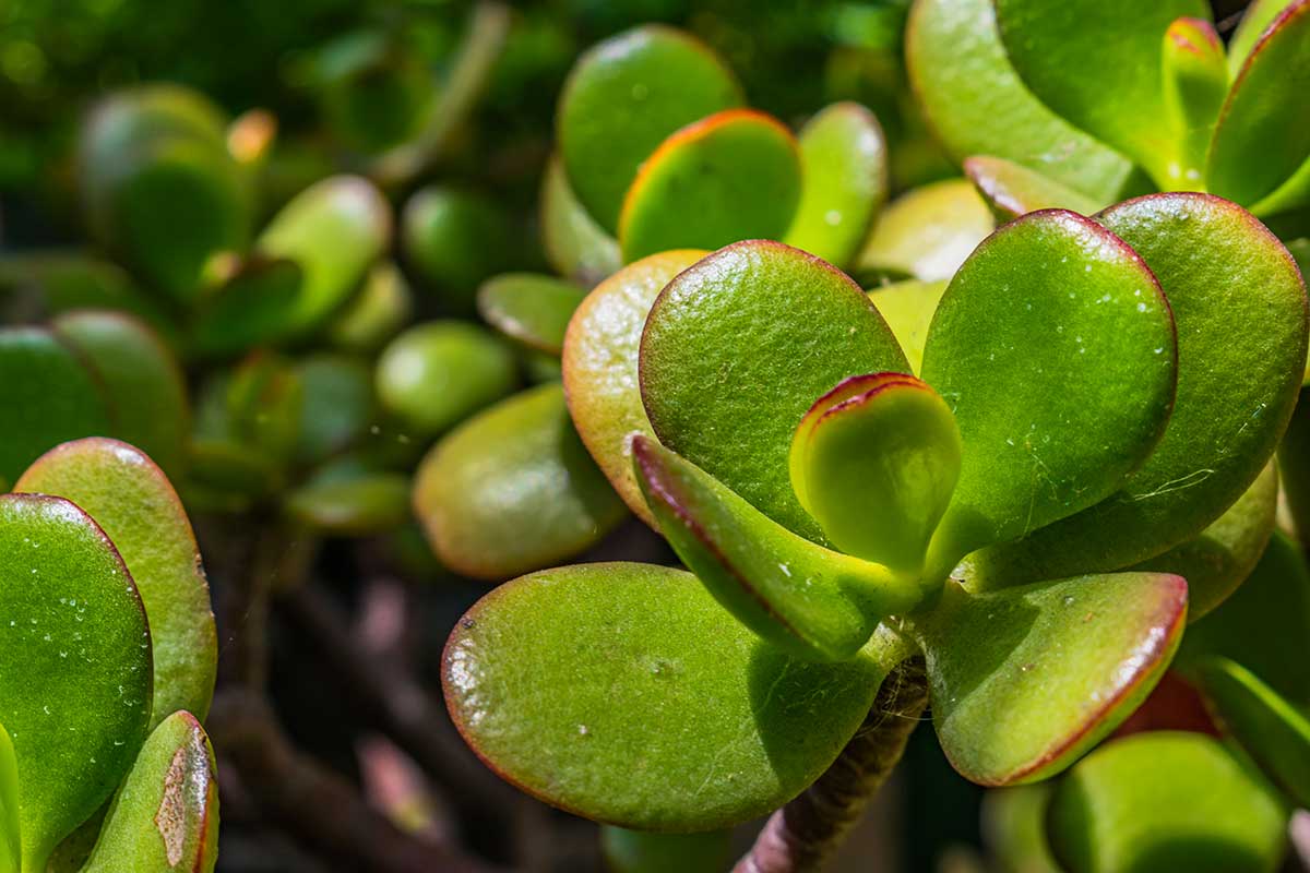 Arbre de jade 5 conseils floraison.