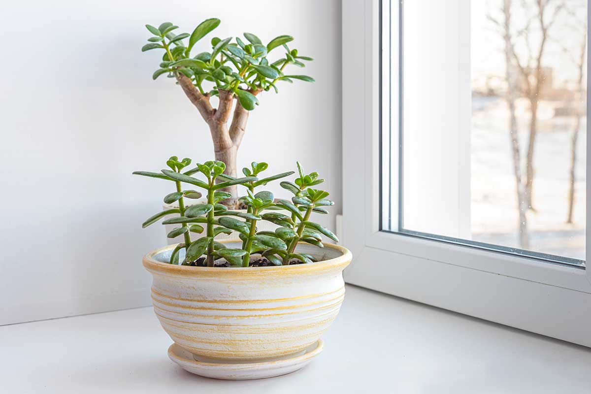 arbre de jade en pot