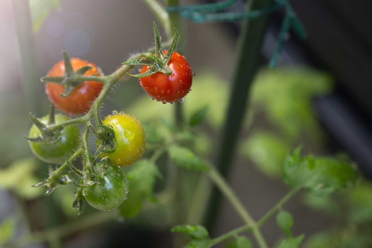 tomates arrosées en été