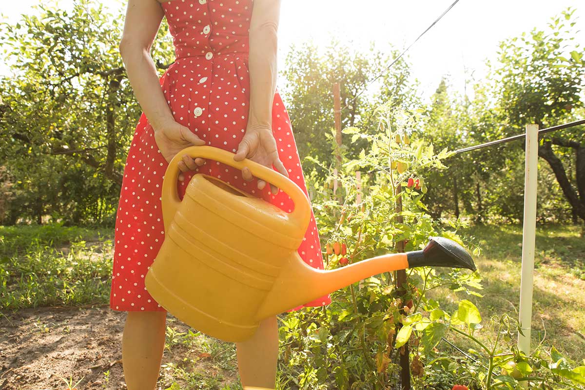 arroser vos tomates en été sans compromettre la récolte