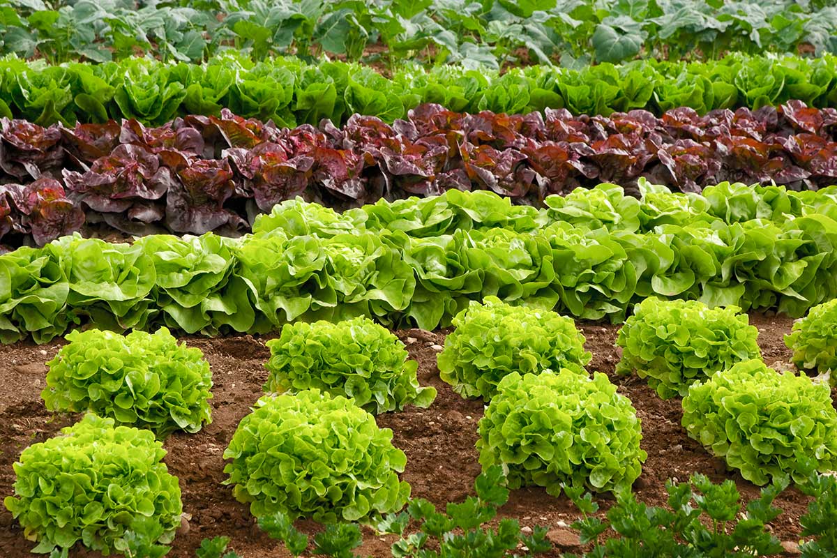 Astuces potager, triplez la récolte.