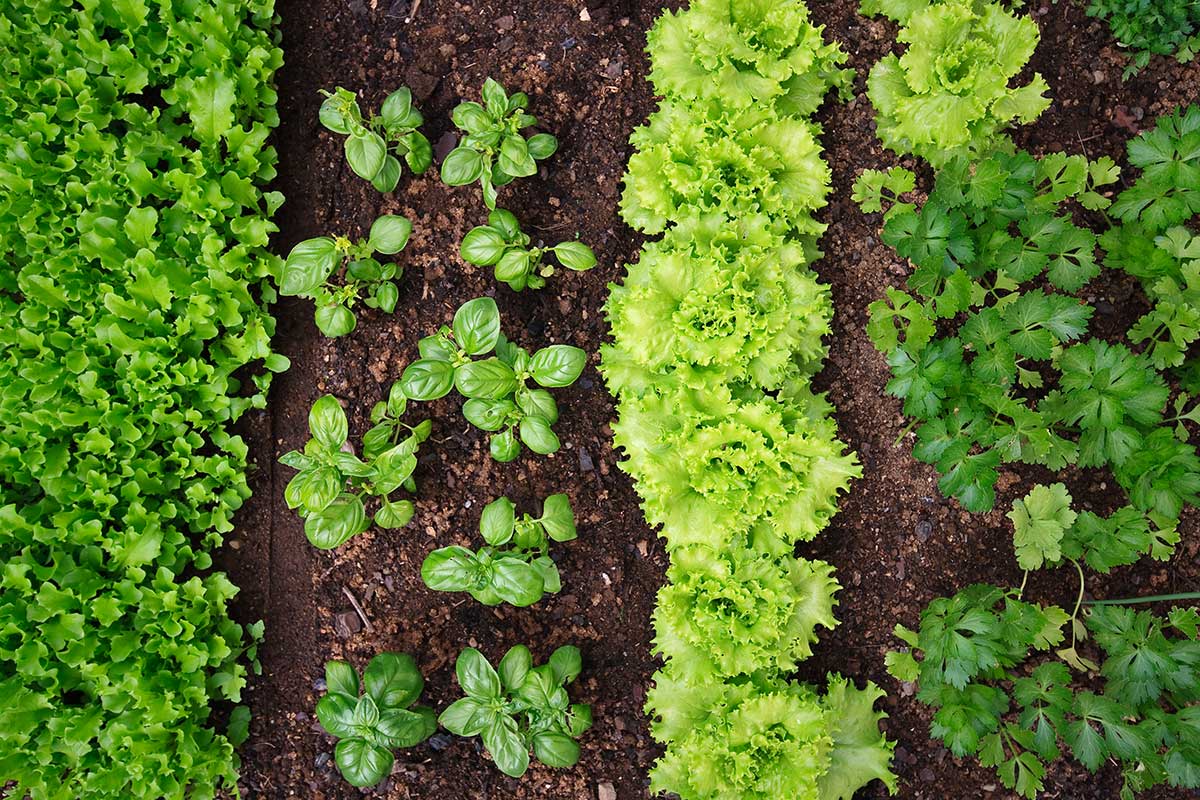 potager récolte abondante