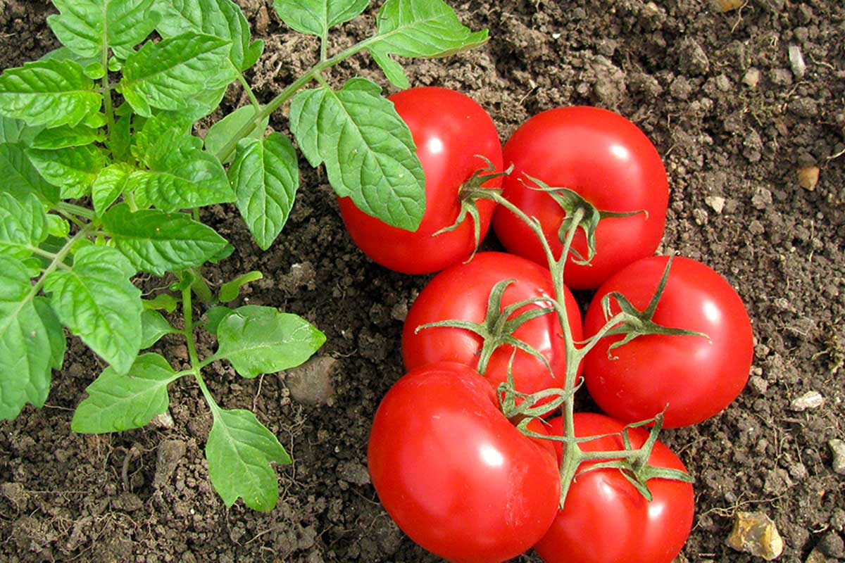 astuces tomates plus juteuses