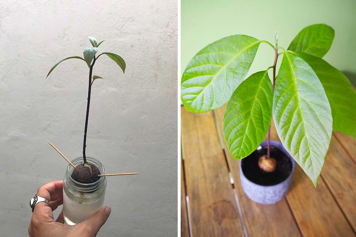 Cultiver un avocatier à partir d'un noyau.