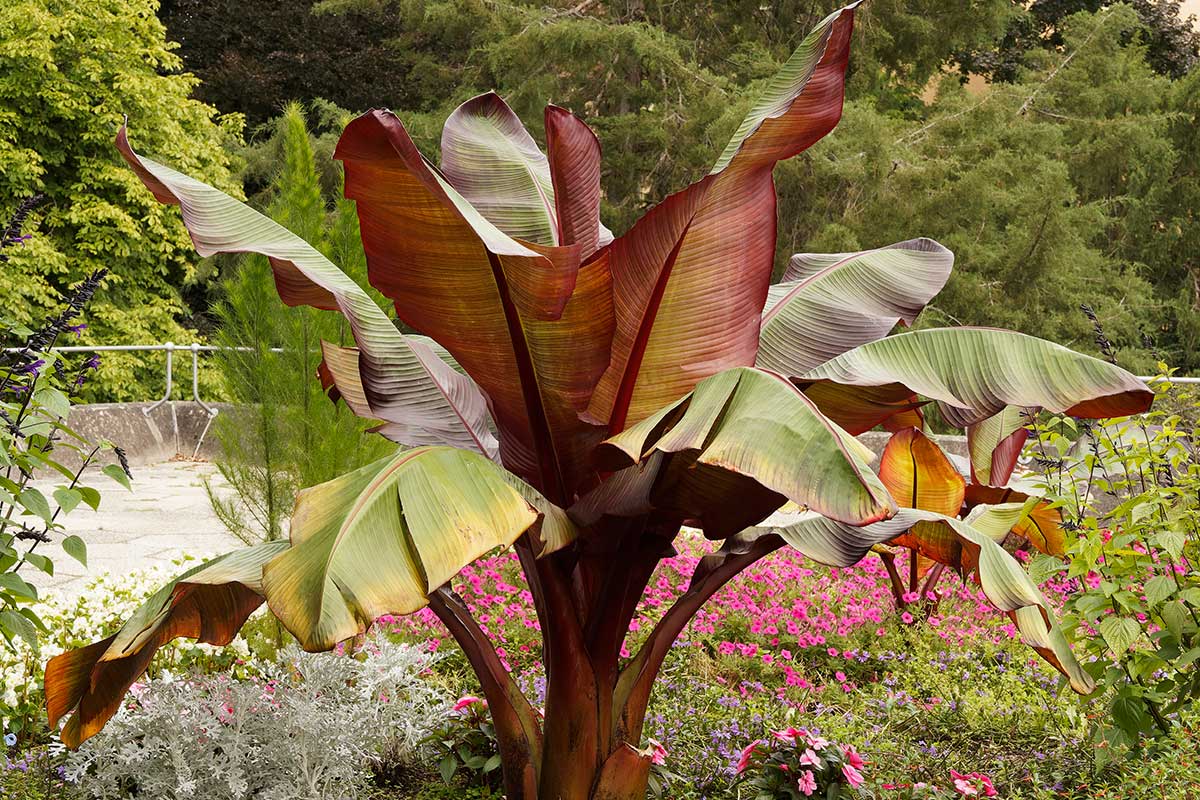 Bananier rouge dans un jardin.