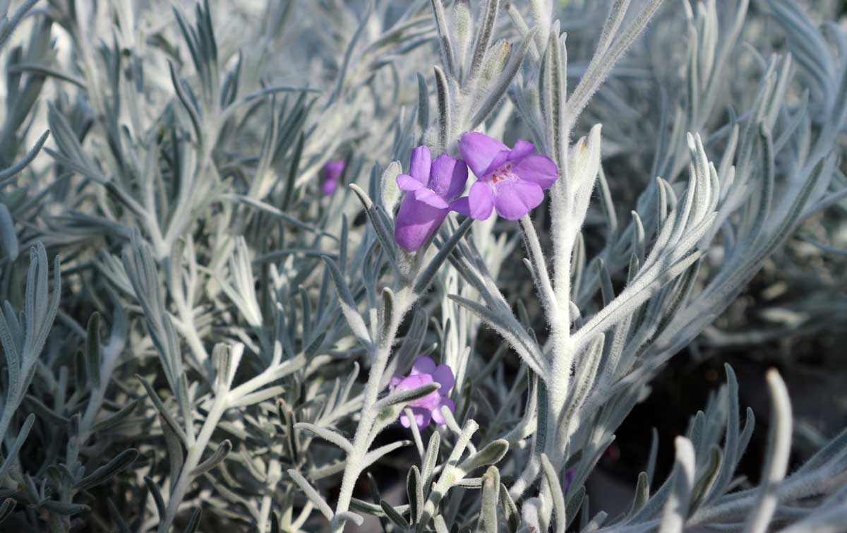 Eremophila argentata