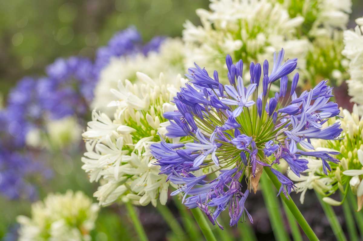 Agapanthus