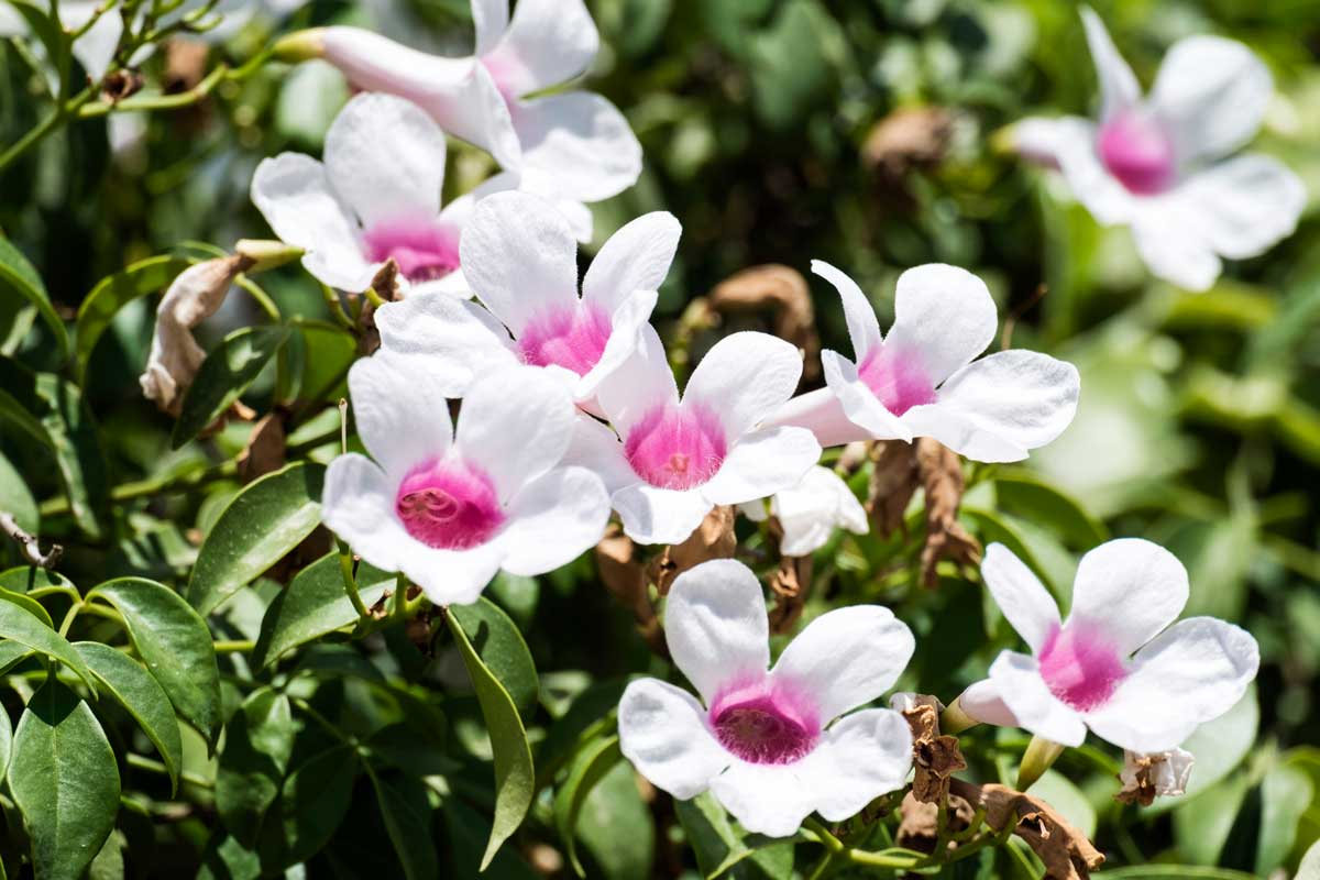 Pandorea Jasminoides