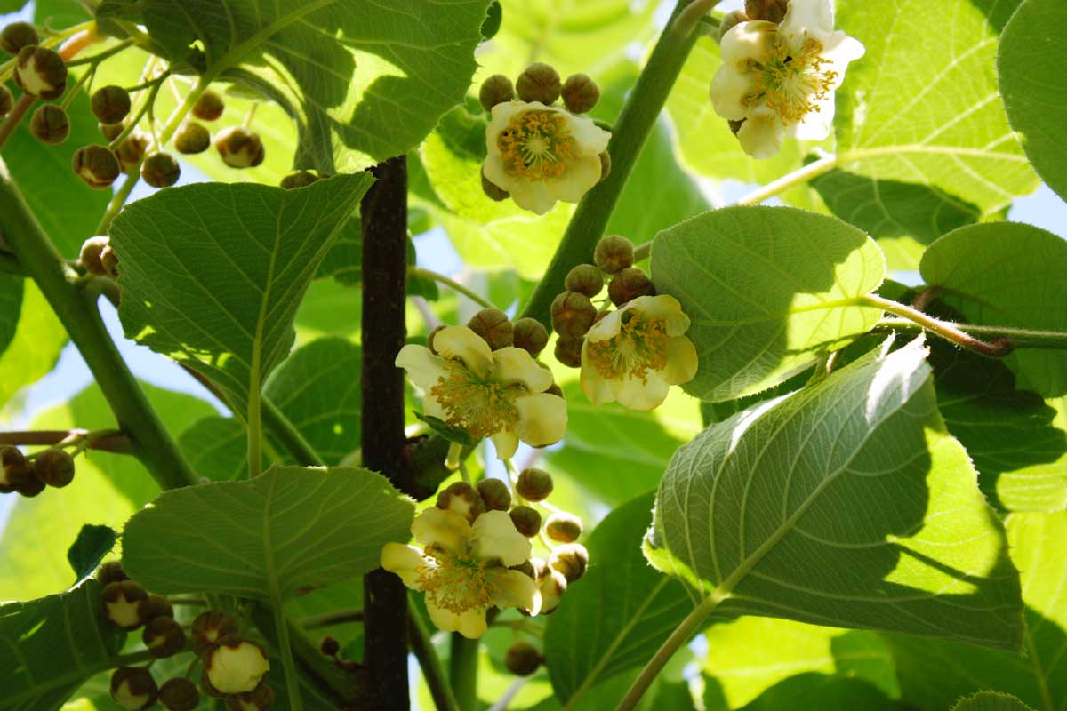 Actinidia arguta