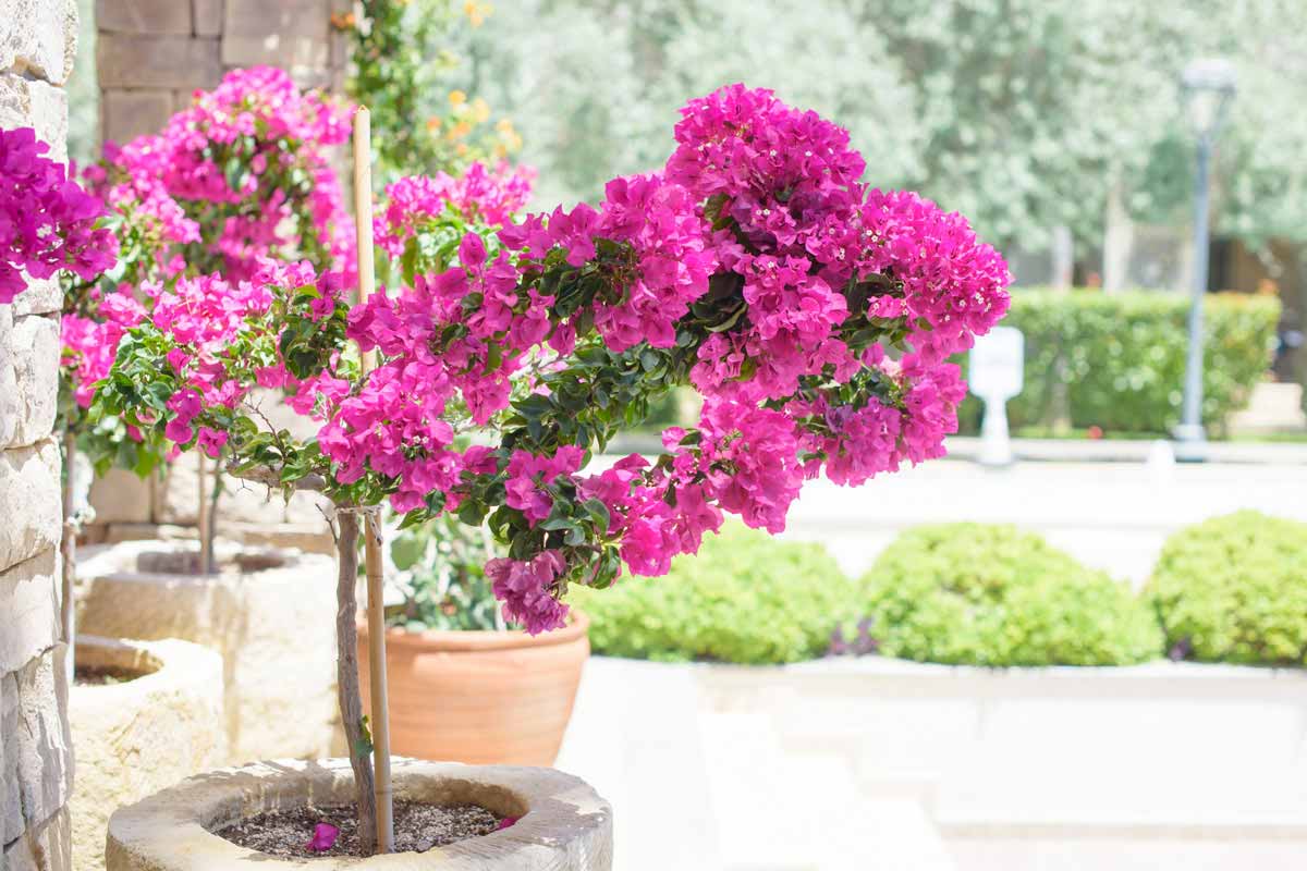 bougainvillier en pot 10 erreurs fatales