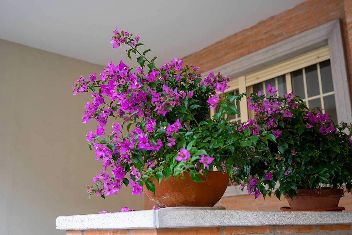 bougainvillier en pot à l'entrée