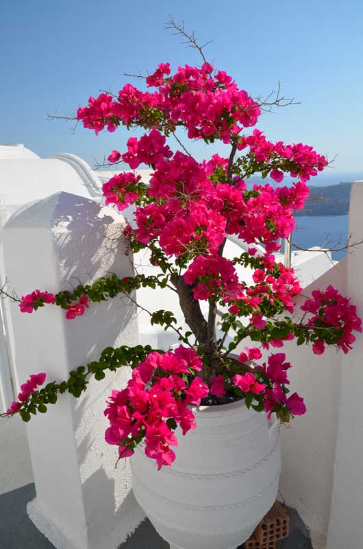 bougainvillier en été