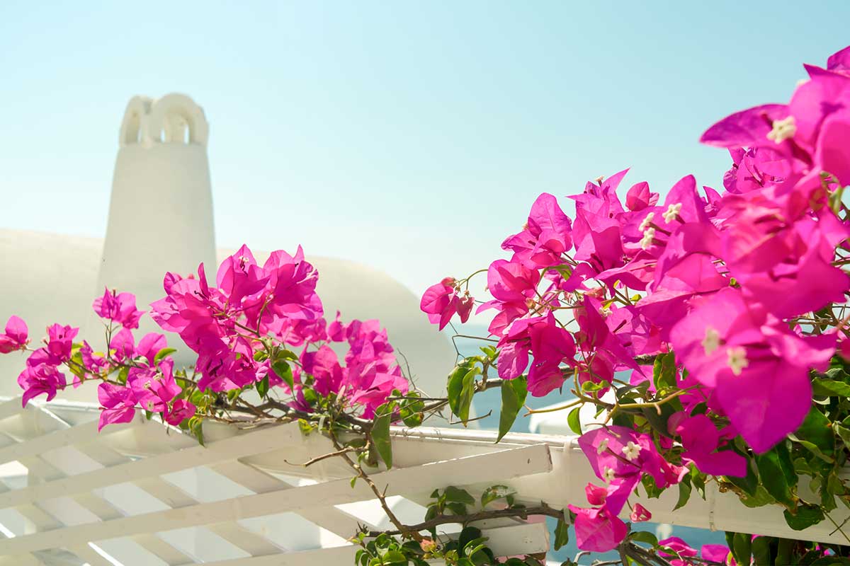 bougainvillier en été