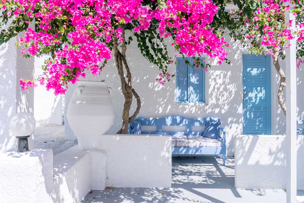 bougainvillier en pleine forme pendant l'été