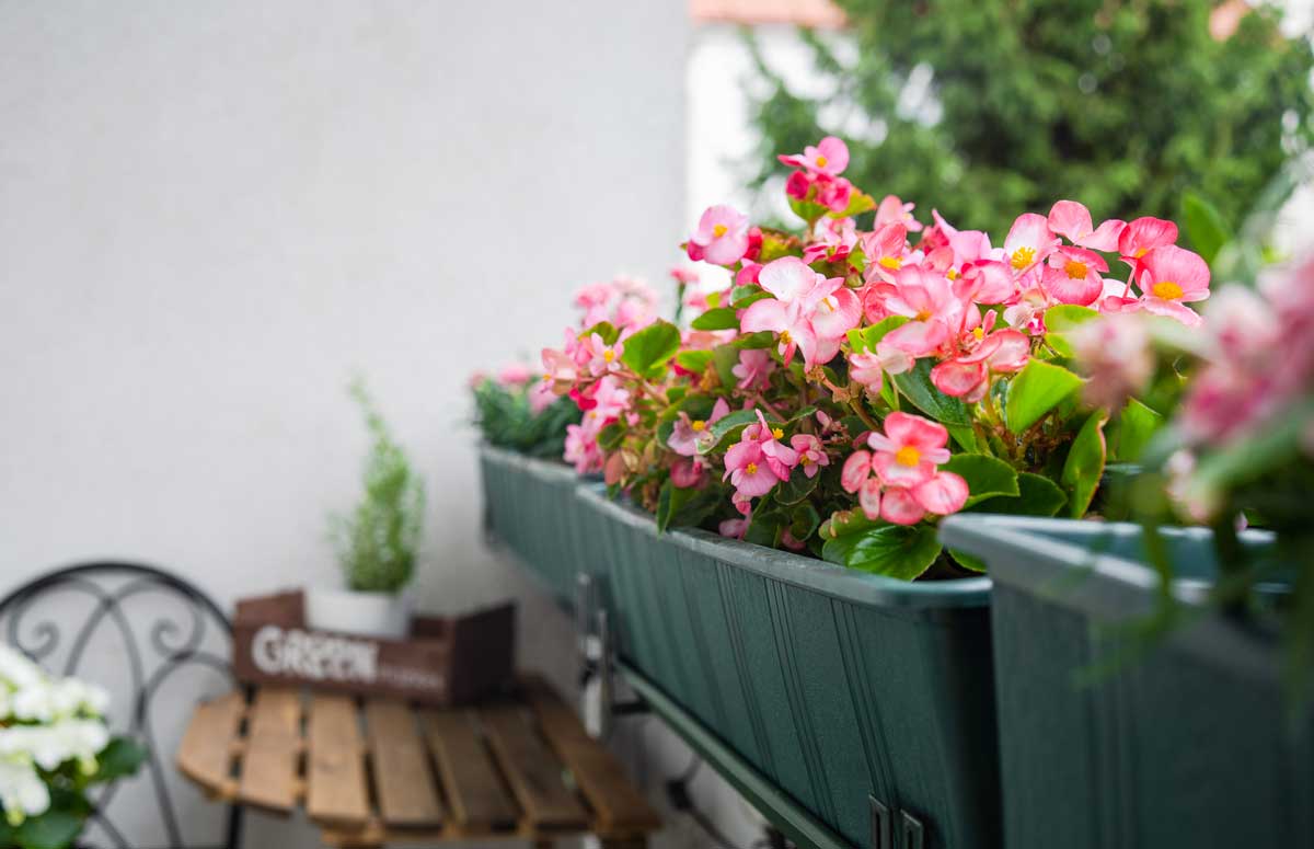 Bégonias en pot sur un balcon.