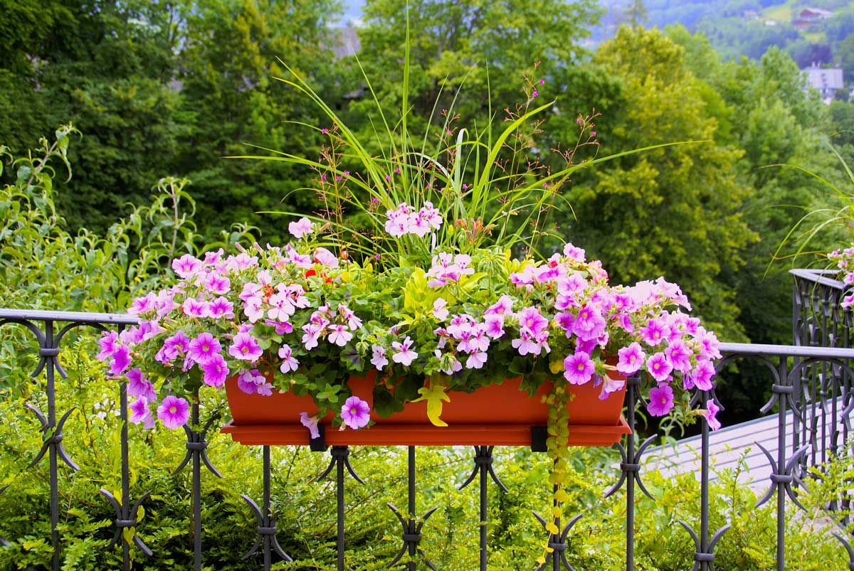 choisir les bonnes plantes pour son balcon cet été