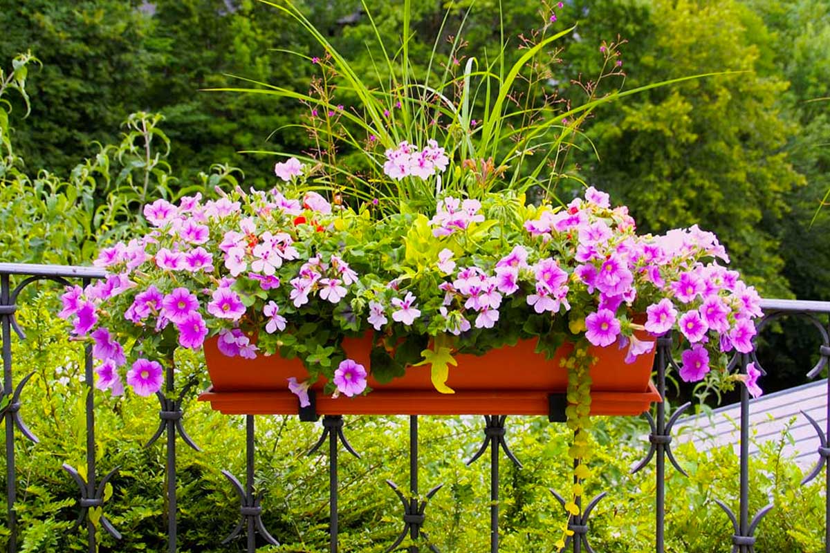 choisir les bonnes plantes pour son balcon en été