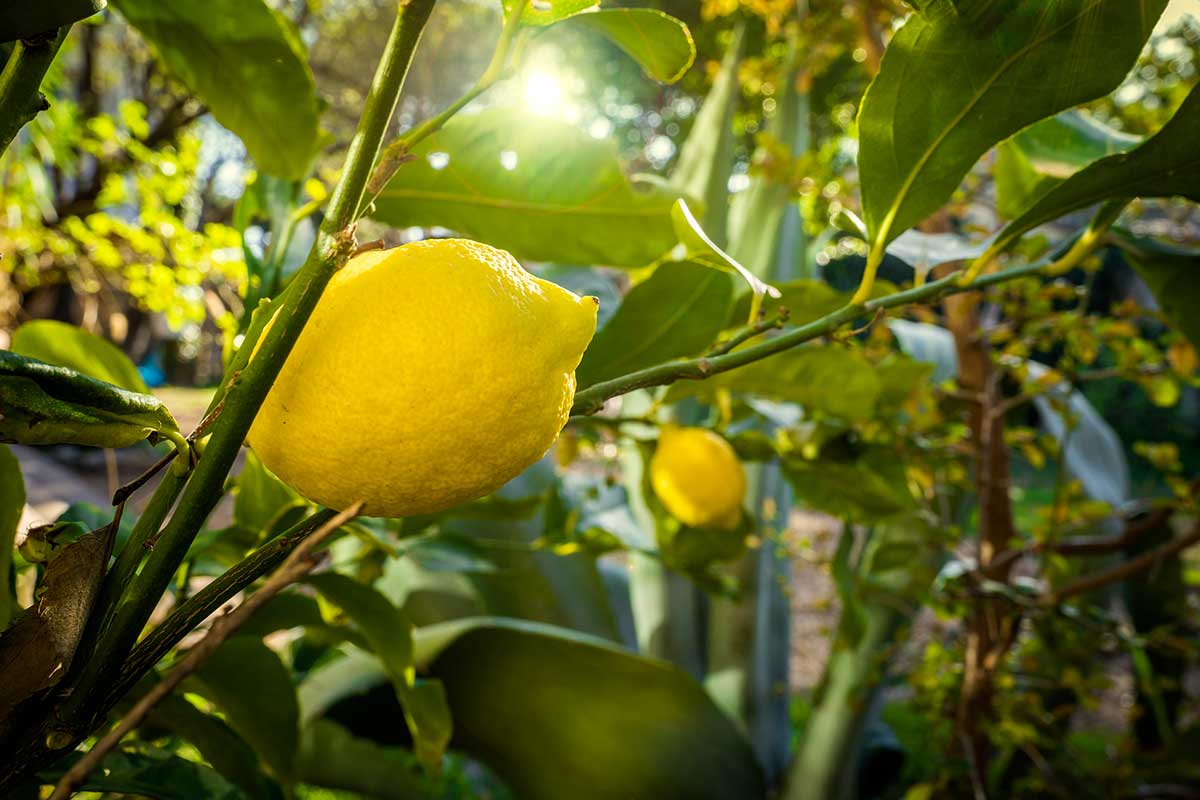 quand arroser citronnier en été