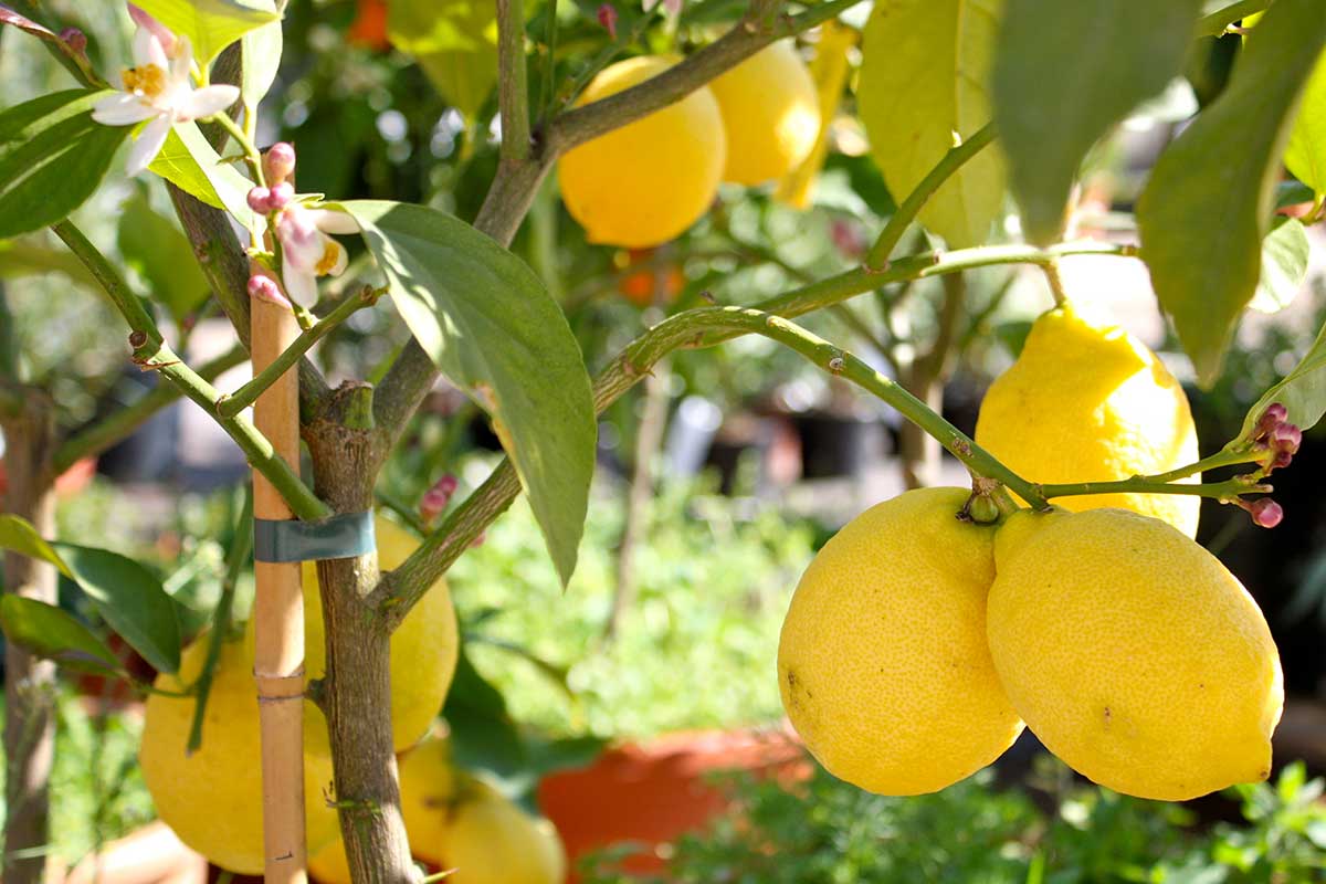 quand arroser citronnier en été