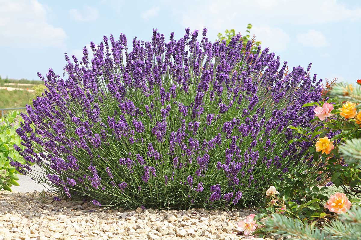 comment arroser lavande en été