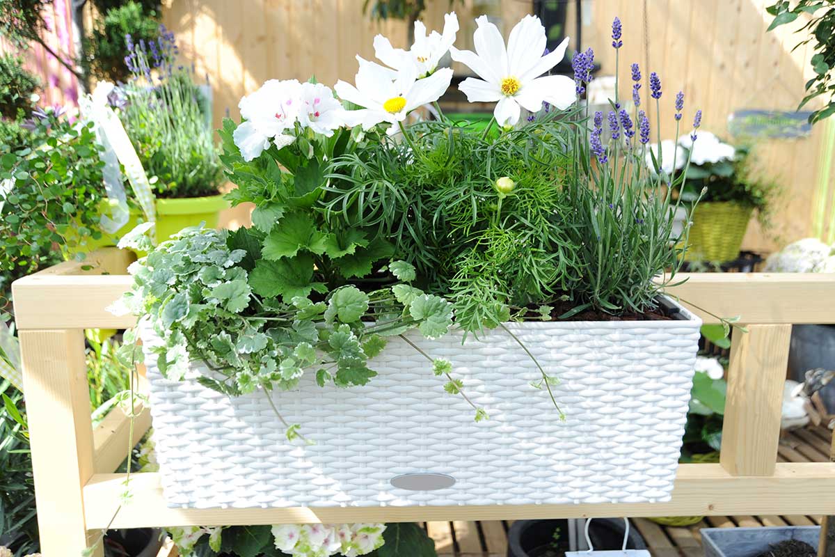 Pot blanc avec fleurs blanche sur un balcon en ville.