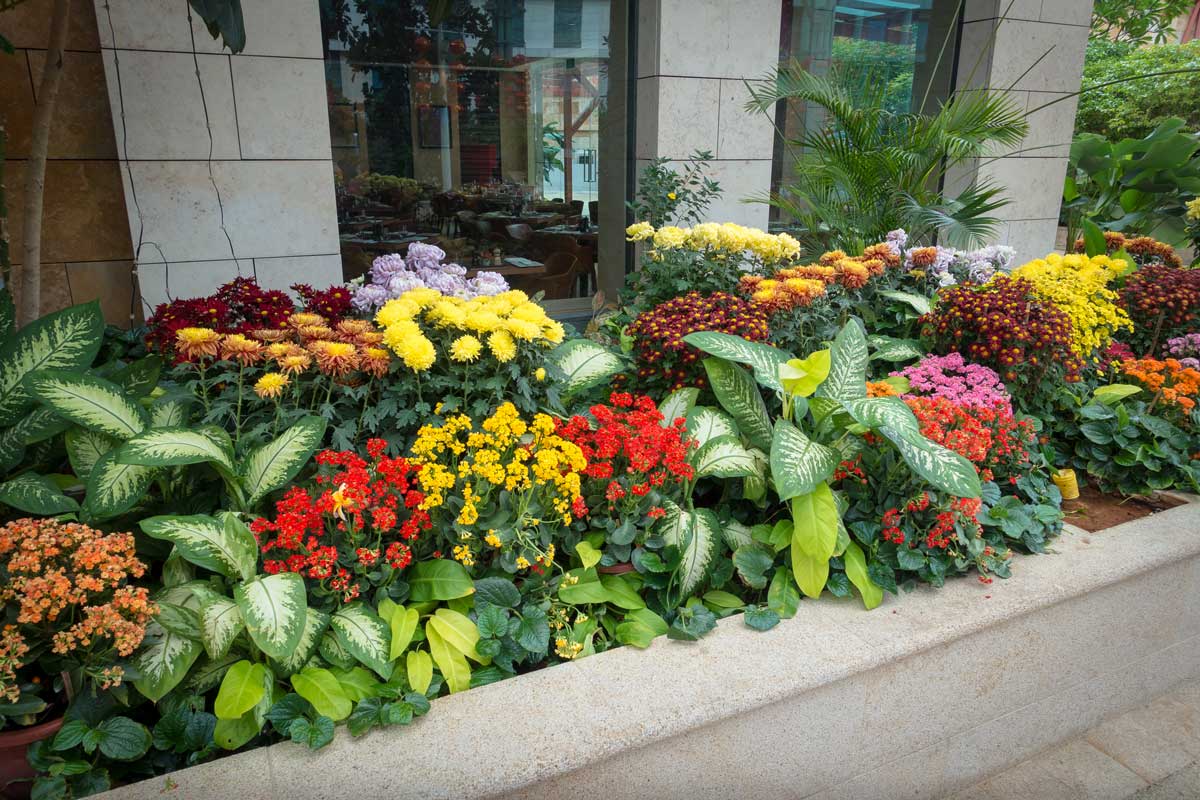 parterre de fleurs devant maison