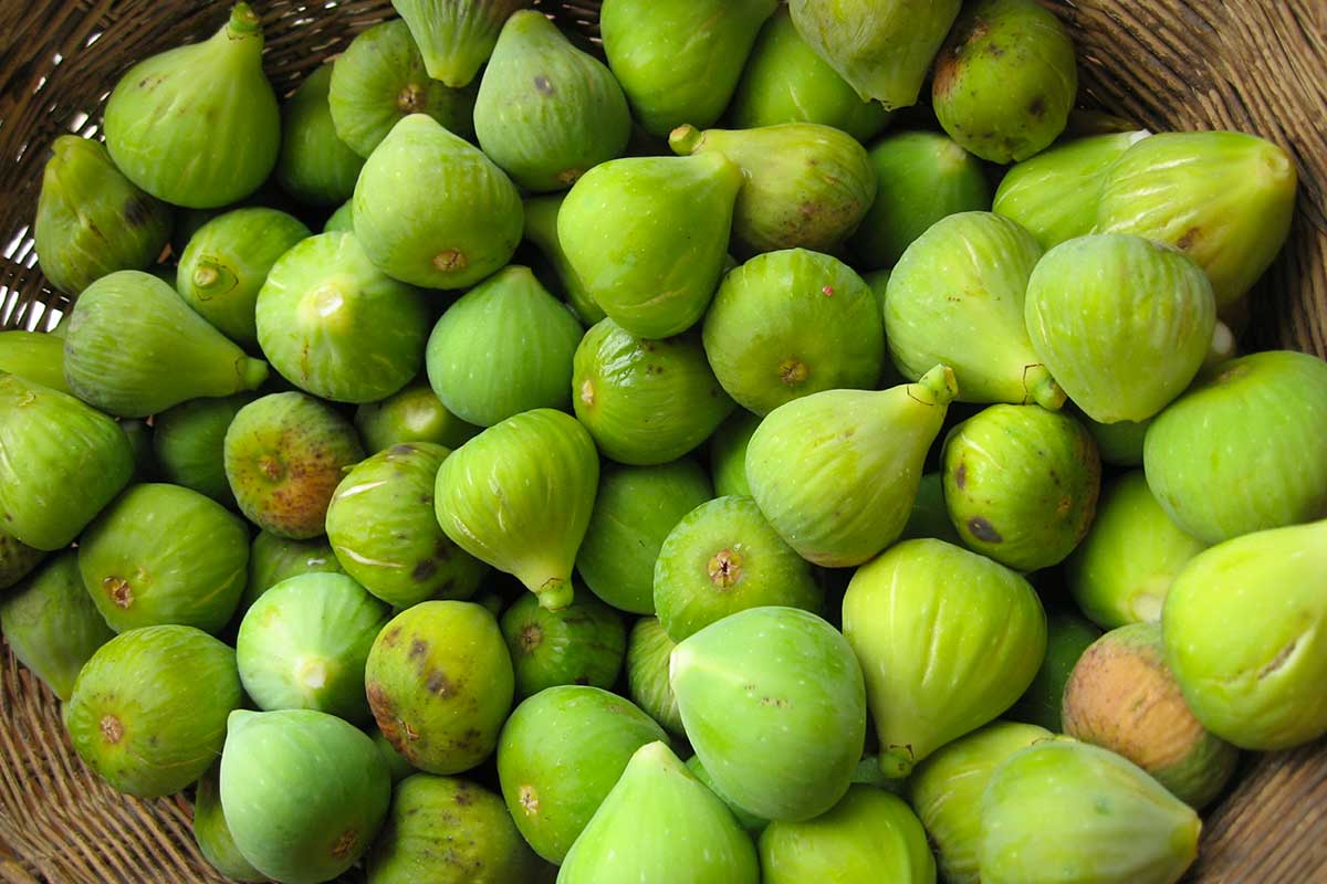 congeler figues fraîches