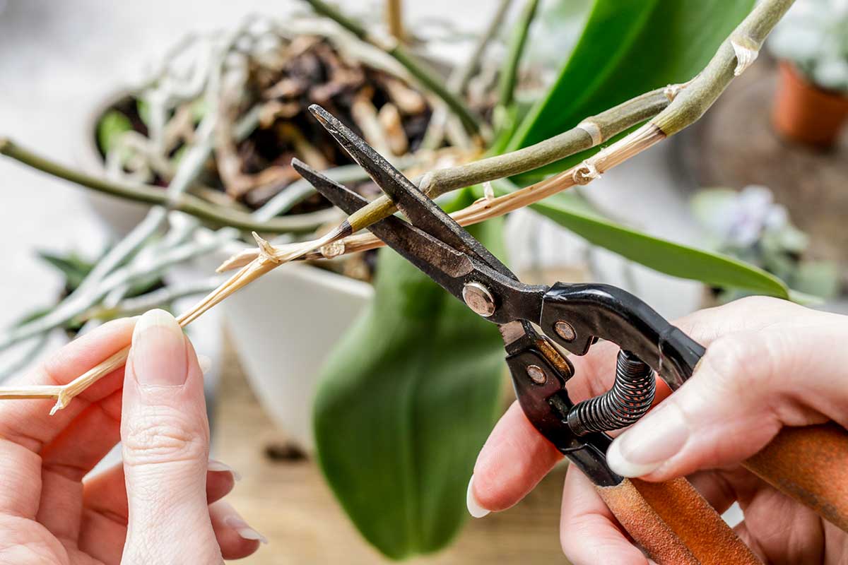 coupe des racines des orchidées