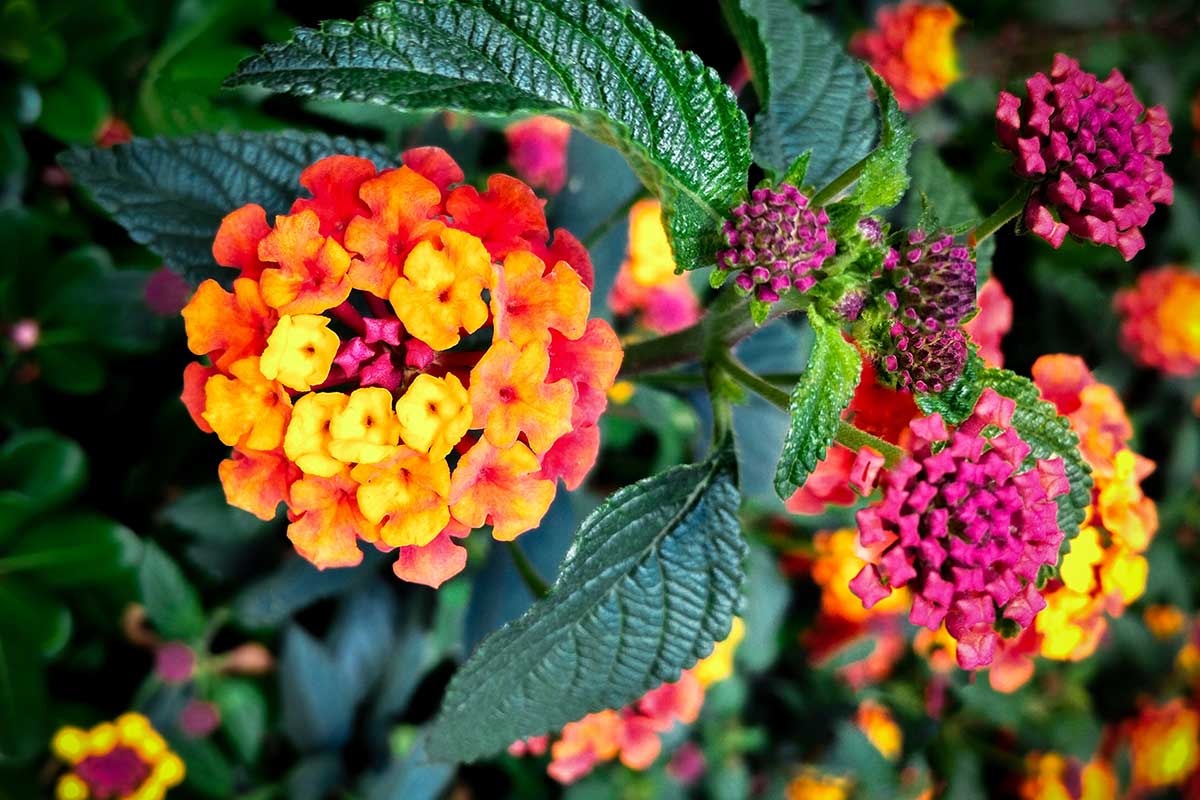 cultiver les Lantanas