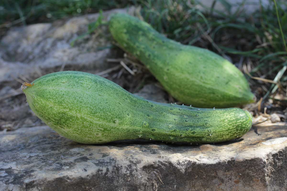 concombre dans le potager