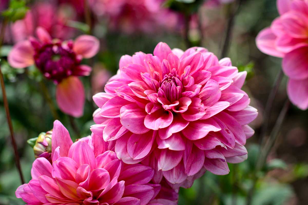 boutures de Dahlias en été