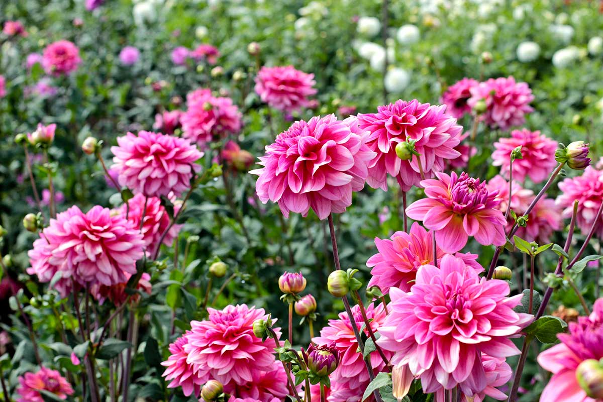 boutures de Dahlias en été