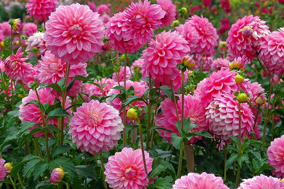 Dahlias roses dans le jardin.