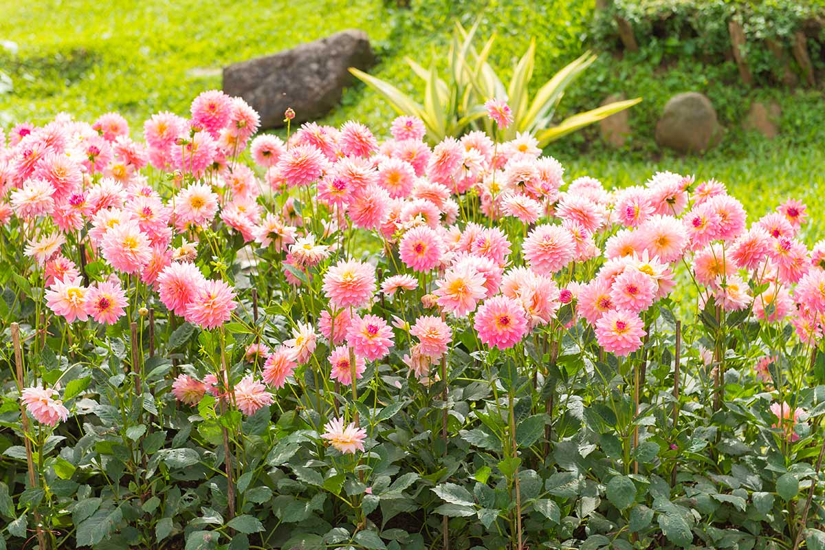 Dahlias, en plein soleil