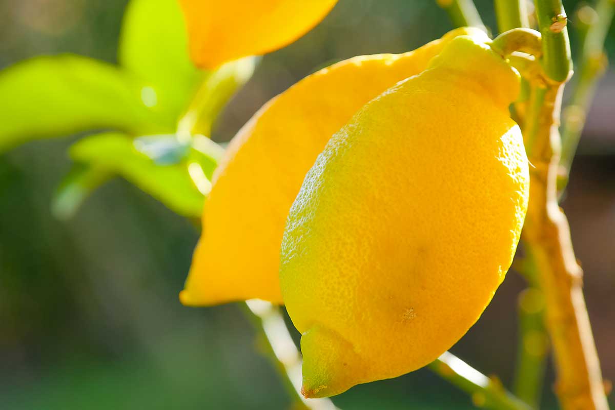 engrais naturel pour citronnier en été
