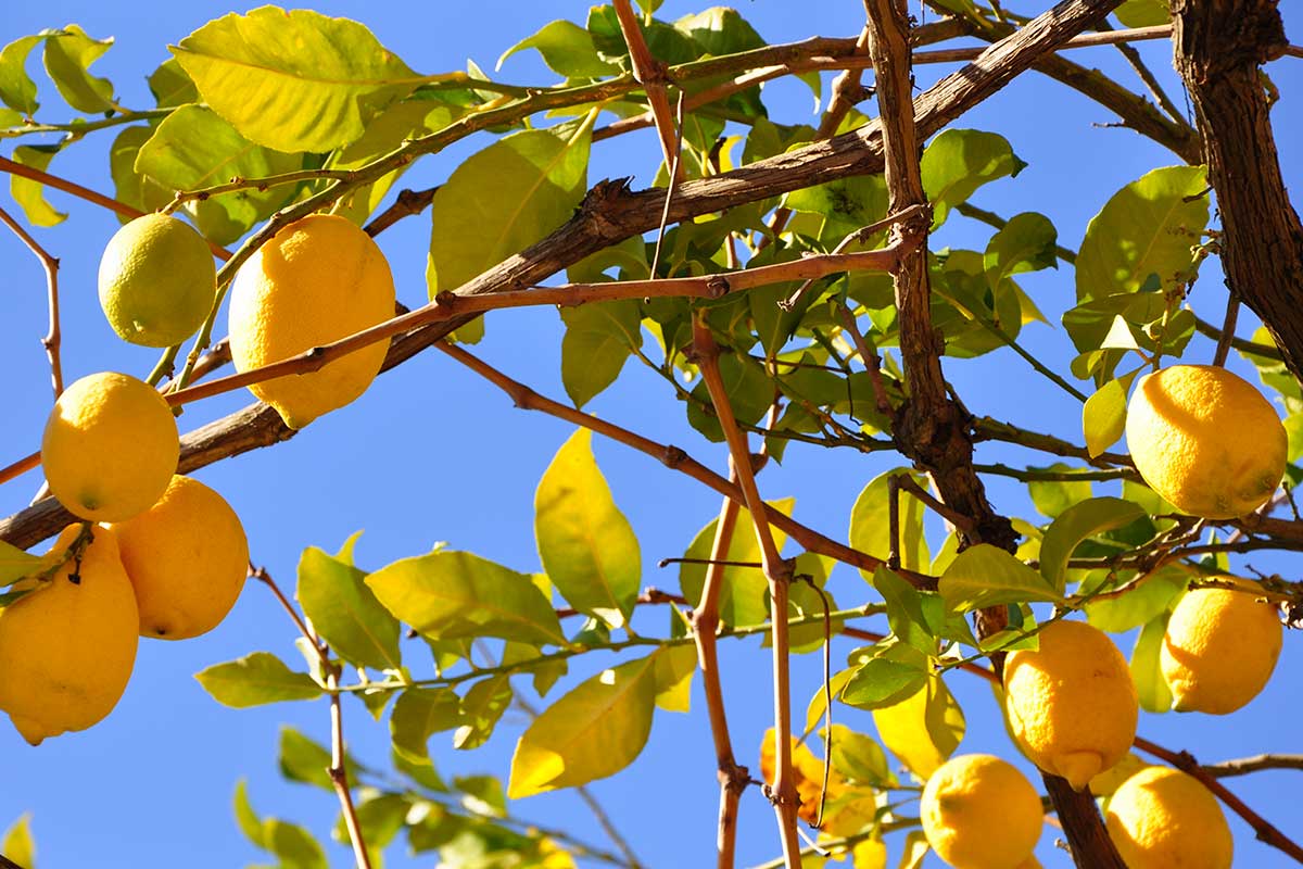 citronnier en été