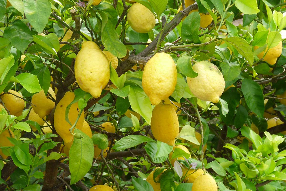 engrais naturel citronniers