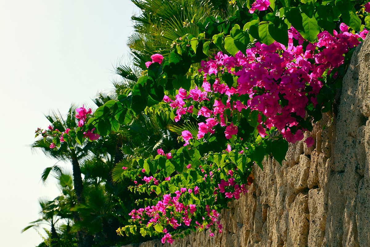 engrais naturels pour bougainvillier