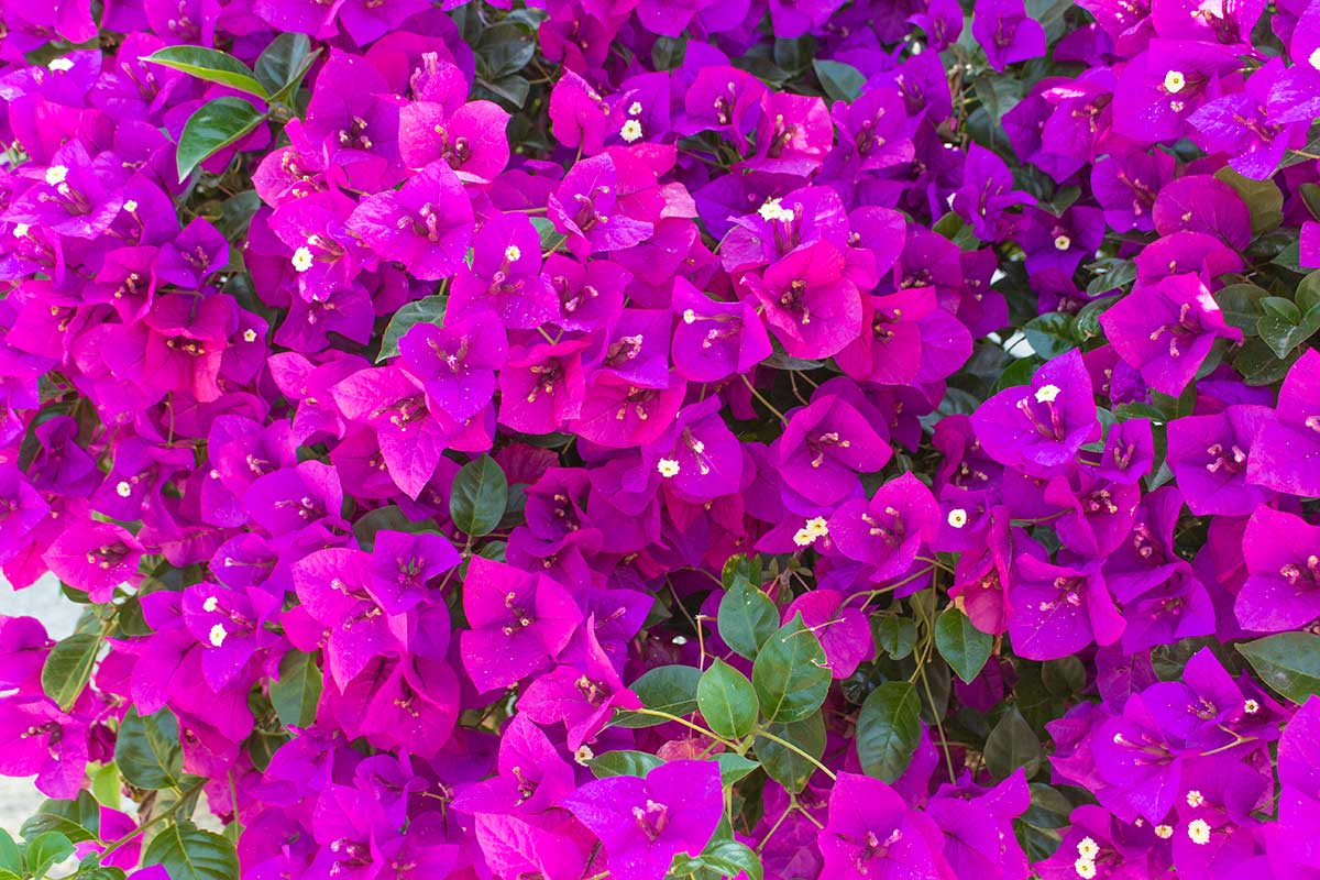 engrais naturels pour bougainvillier